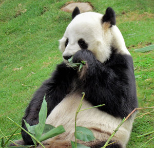 Panda Snack time10