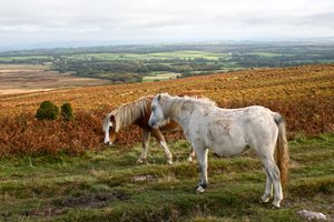 Welsh Ponys: 
