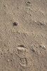 Footprints in der Wüste