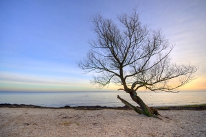 Baum auf einem Strand - HDR
