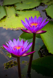 Waterlily - blue Lotus