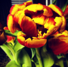 Tulpe