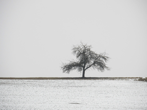 einsame Winterbaum
