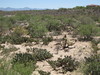 Arizona-Wüste
