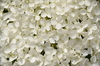 Weiße Hortensien 1
