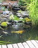Fische im japanischen Garten