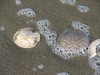 Sand-Dollar