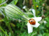Marienkäfer auf weiße Blume