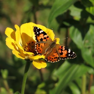 meinem Garten Schmetterling