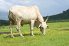 Die Grazing Cow