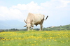 Die Grazing Cow