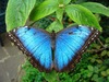 Morpho 7