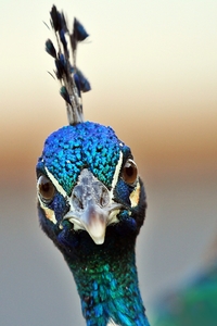 Wütend Peacock