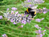 die Biene und Lavendel