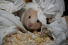 ziggy der Hamster
