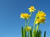 daffodil3