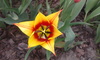 Tulpe