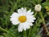 Marguerite-Blume Nahaufnahme