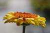 Blume Gerbera