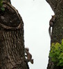 Eichhörnchen auf einen Baum