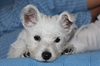 West Highland Terrier Welpen 3